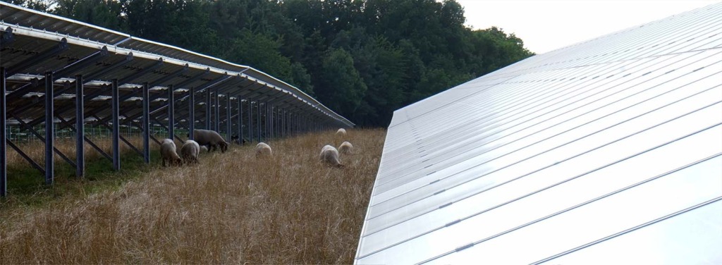 Schafe grasen auf einer Wiese zwischen den Reihen einer Freiflächen-Solaranlage; die Rückseite der PV-Module zeigt nach links, die spiegelnde Vorderseite nach rechts, im Hintergrund ein Waldrand.