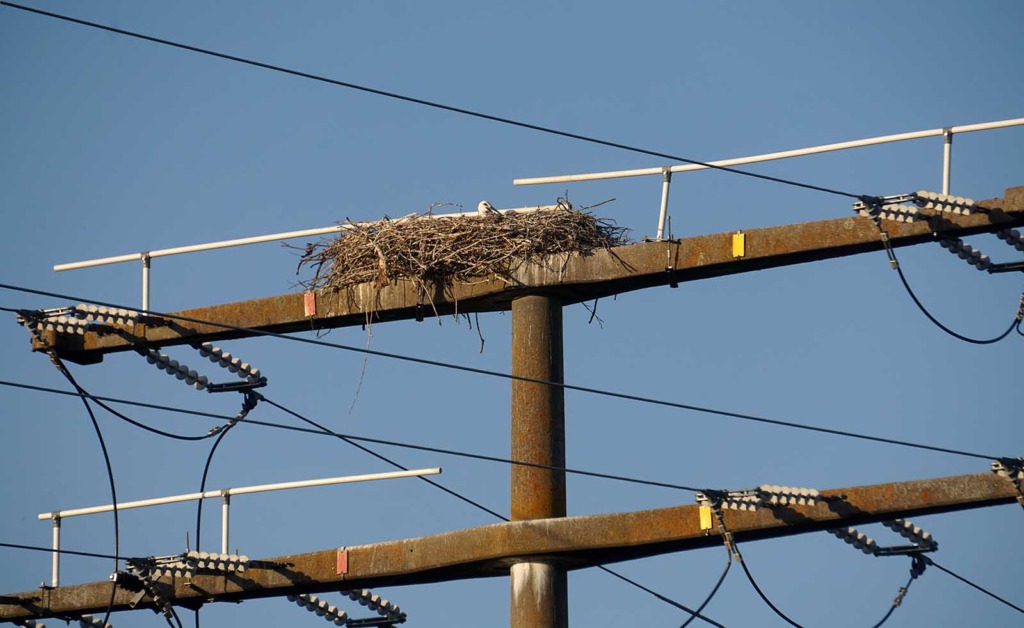 Storch mit ausgebreiteten Flügeln landet am Nest auf der Spitze eines Hochspannungsmasts zwischen Stromleitungen und Isolatoren