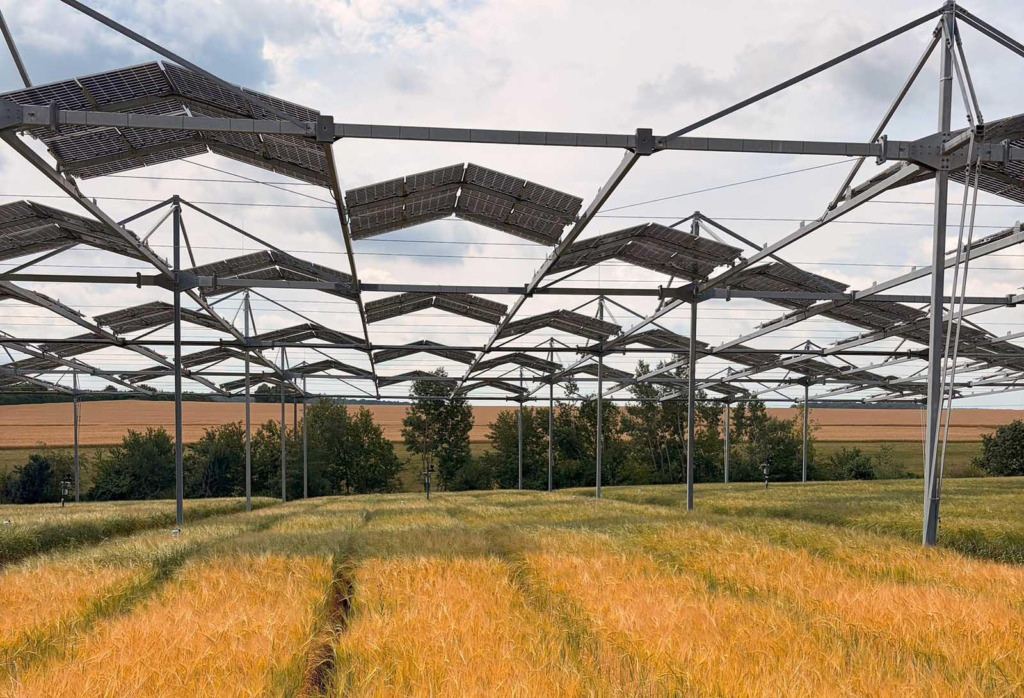 Aufgeständerte Photovoltaik-Module auf hohen Stahlkonstruktionen über einem reifenden Gerstenfeld auf einer Agri-PV-Forschungsanlage