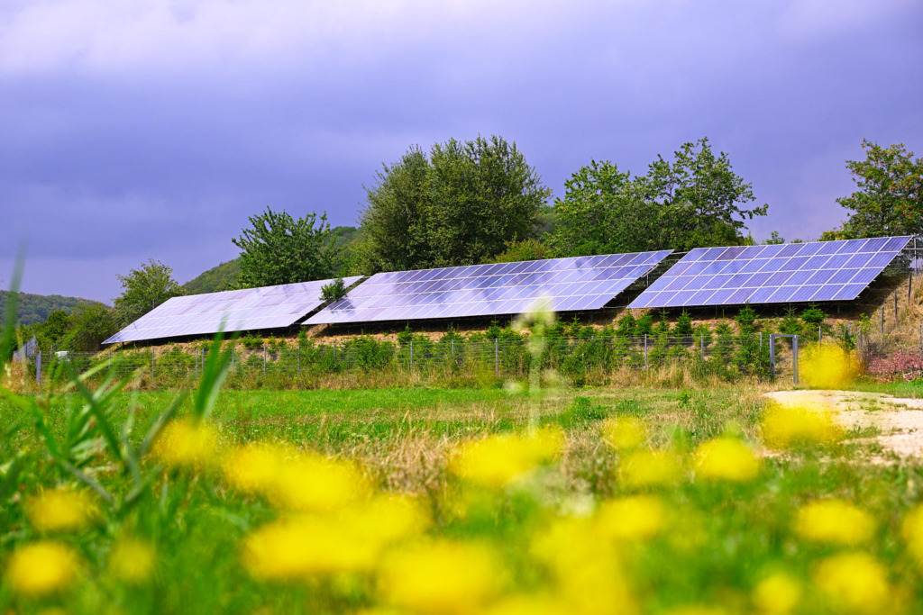 Freiflächen-Photovoltaikanlage auf einer grünen Wiese in Baden-Württemberg, im Vordergrund blühende Wiesenblumen